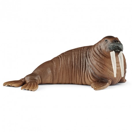 FIGURA MORSA