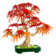 BOTANICALS BONSAI DE ARCE ROJO JAPONES