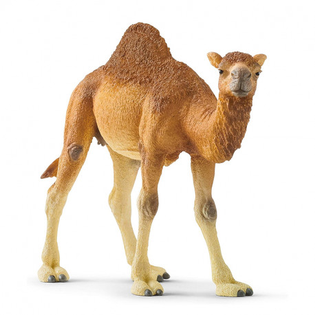 FIGURA DROMEDARIO