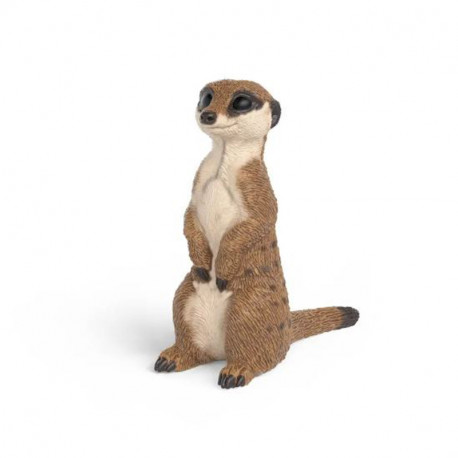 FIGURA SURICATA